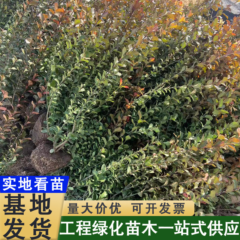 树苗卫矛小苗绿篱色块苗庭院绿化苗耐寒耐工程苗易成活工程绿化