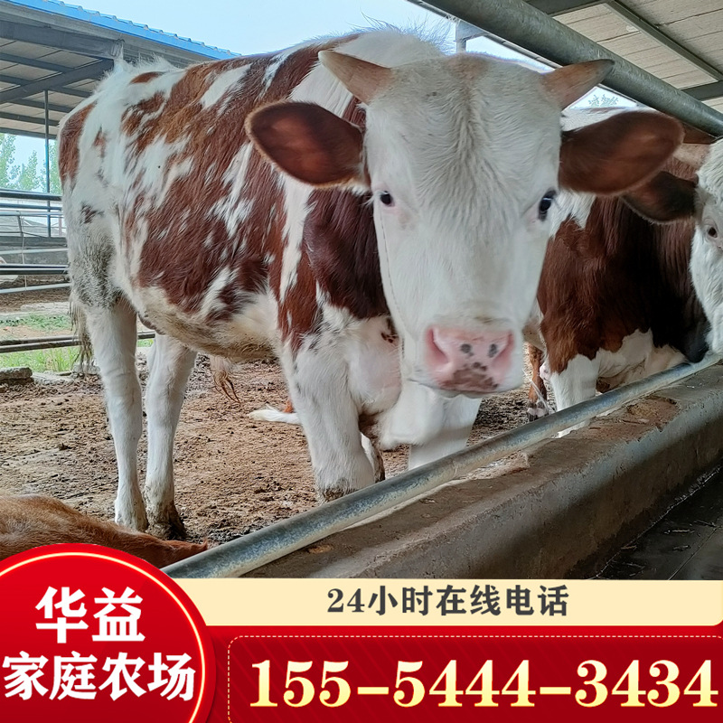 夏洛莱种牛 养牛 西门塔尔牛 杂交牛300斤的肉牛犊