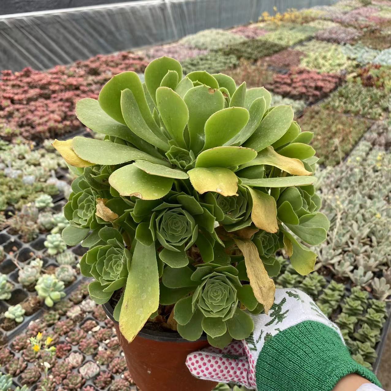 绿羊绒法师大捧花绿羊绒多头老桩实拍1020头法师系列