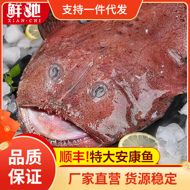 安康鱼新鲜蛤蟆鱼鱼刺深海特大鲜活鮟鱇鱼肝鱼肚海鲜