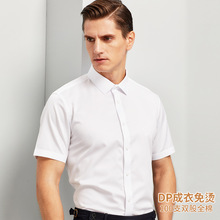 男士短袖白蓝色衬衫新款商务高端正装100双股纯棉DP成衣 免烫男衬
