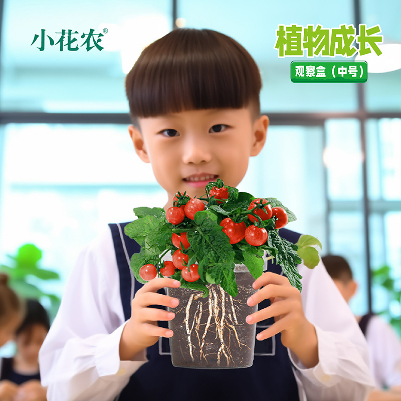 Kindergarten Elementary School Children's Plant Growth Observation Box Baby Planting Educational Science and Education Toys Fruit and Vegetable Flowers