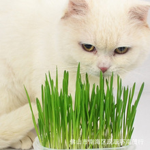 猫草种子水培种植套装猫草种子猫草猫球猫咪用品阳台盆栽植物种子