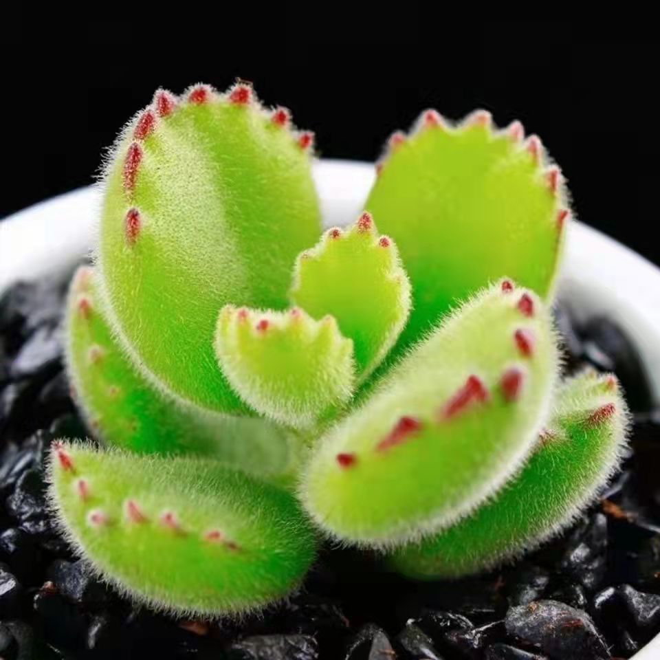 花陌派胭脂拉丝白熊童子植物盆栽绿植多肉