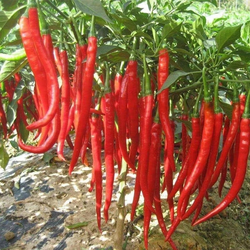 5斤贵州新鲜红辣椒二荆条中辣泡尖椒红线椒剁椒