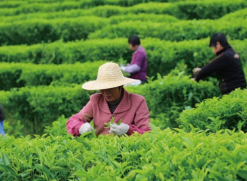 茶农直销潮州凤凰单丛茶鸭屎香茶叶高山凤凰单枞茶蜜兰香茶叶礼盒