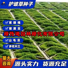 护坡固土草籽紫穗槐种子刺槐多花木兰胡枝子葛藤荒山复绿灌木草种