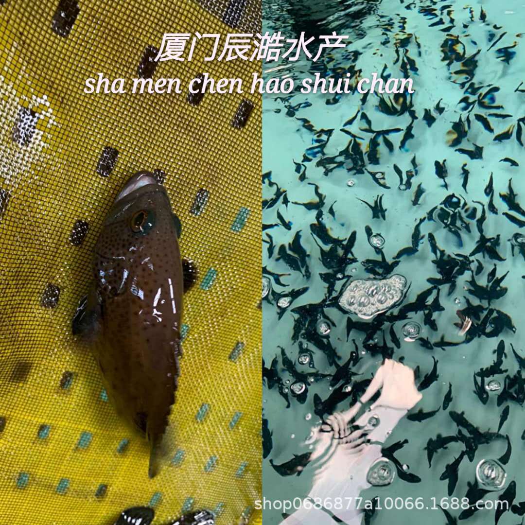0成交800只石斑鱼石斑鱼苗珍珠龙胆鱼苗青斑苗龙趸鱼苗海水鱼苗老鼠斑