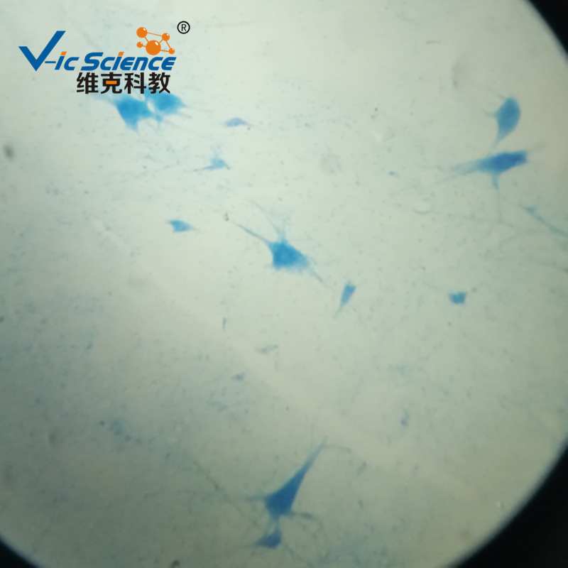 运动神经元装片 生物切片 组织学与胚胎学 神经组织和系统