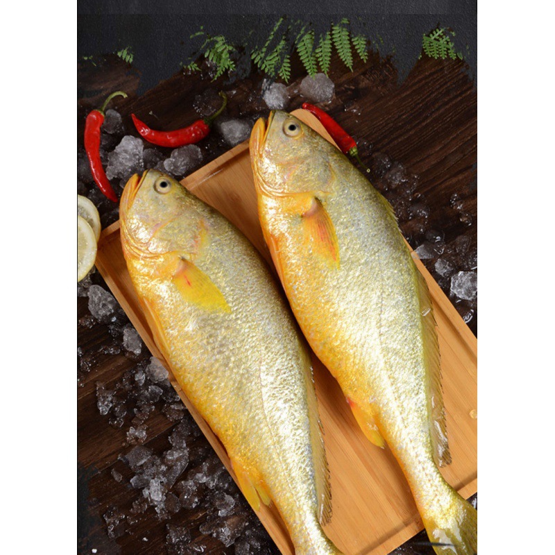 大黄鱼特大黄花鱼新鲜东海批发一整箱黄花鱼鲜活冷冻野生海鲜生鲜