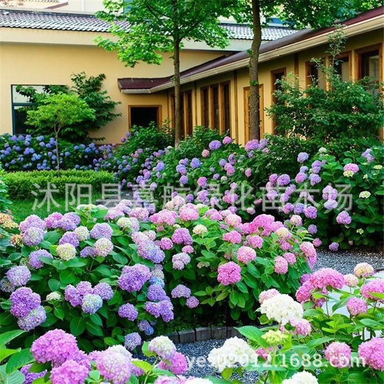 绣球花种子绣球花种籽子四季播种花籽一年都开花种植庭院易活室外