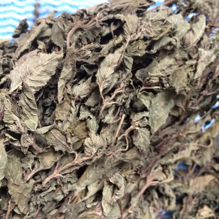 仙草新鲜草干 仙草干黑凉粉草 烧仙草原料仙草蜜 仙草冻 仙人 