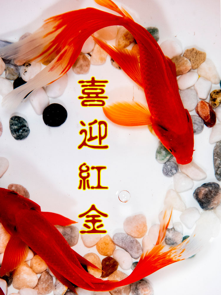 纯种凤尾大红草金鱼淡水观赏鱼好养耐活冷水招财锦鲤活鱼金鱼鱼苗