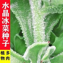 水晶冰菜种子四季播种果蔬种子冬夏季耐热耐寒具有咸性的植物种子