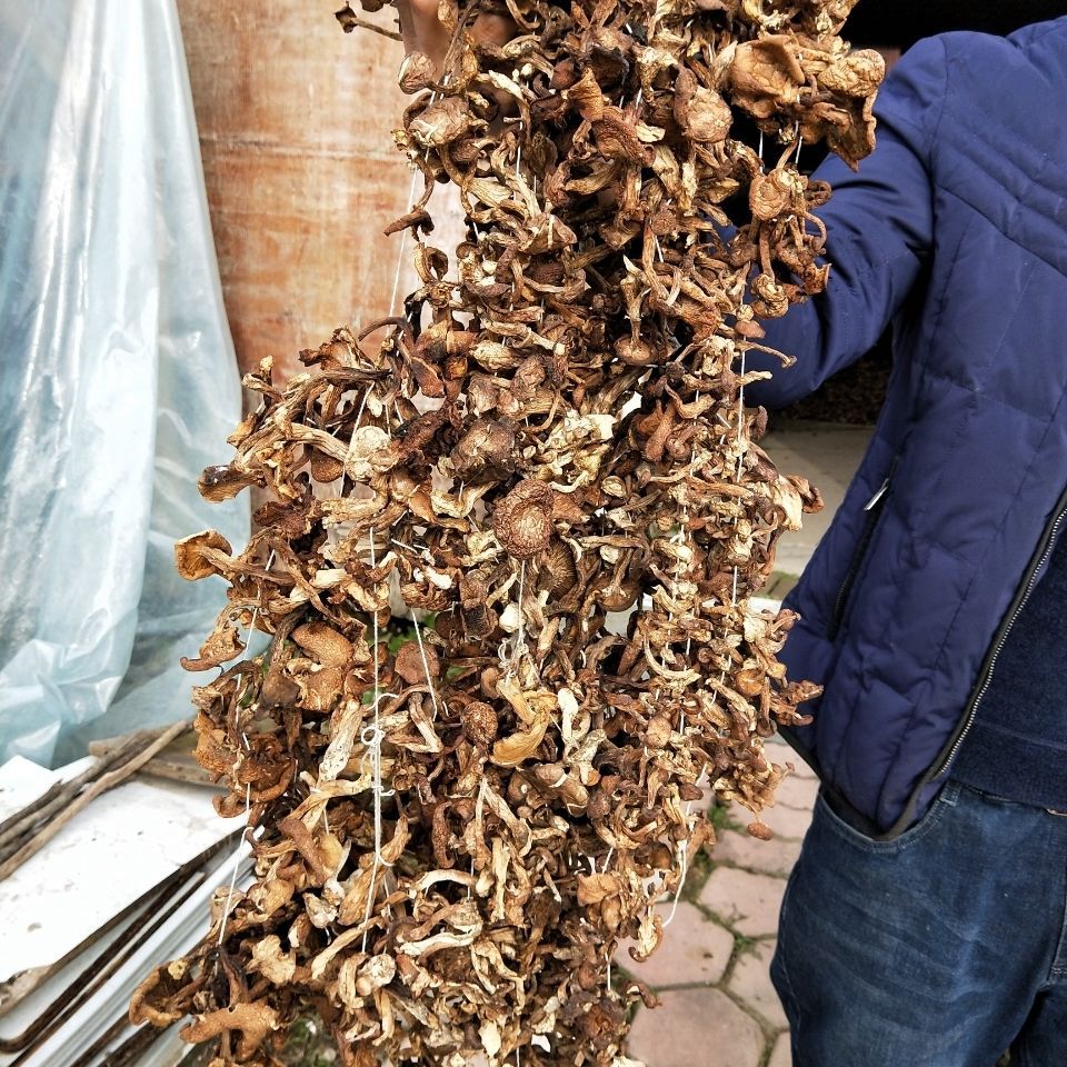 毛尖蘑鸡腿蘑野生毛尖蘑金子蘑嘉荫金矿特有菌菇野生毛尖蘑500克