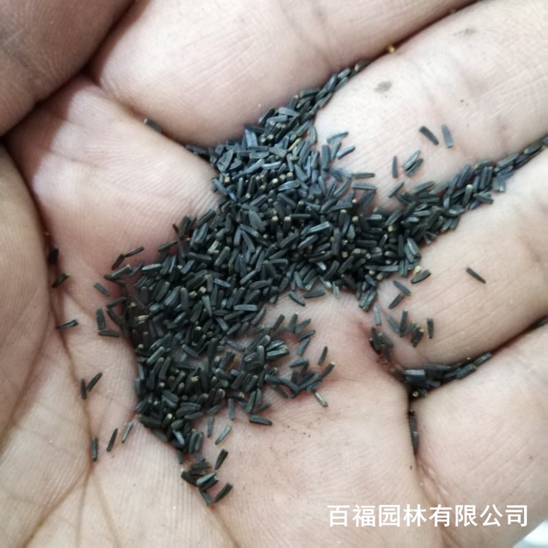 产地批发黑心菊种子四季易活种籽庭院公园花海花种