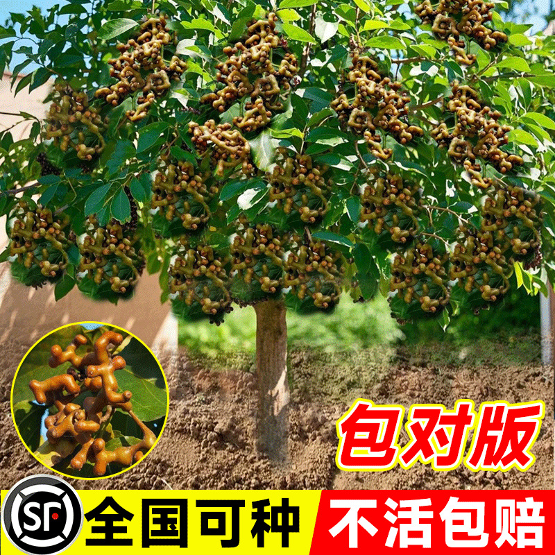 拐枣苗树盆栽拐枣树活苗嫁接金钩梨万寿果树苗南北方种植当年结果