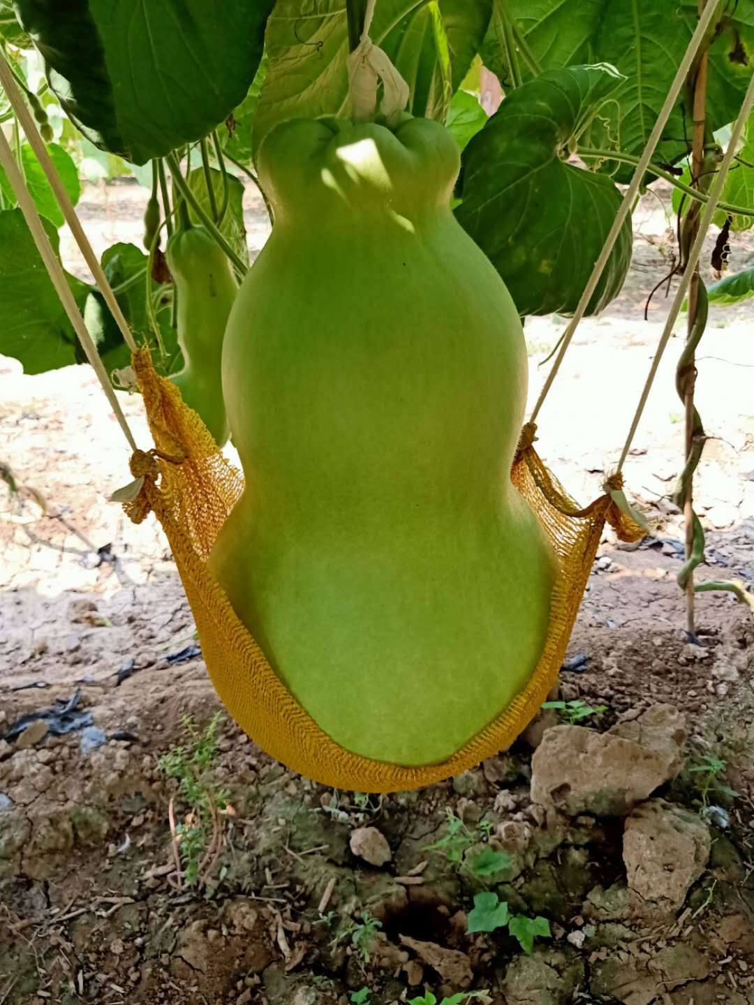 k31c超大莲花头 八宝酒葫芦 巨型亚腰葫芦种籽-阿里巴巴