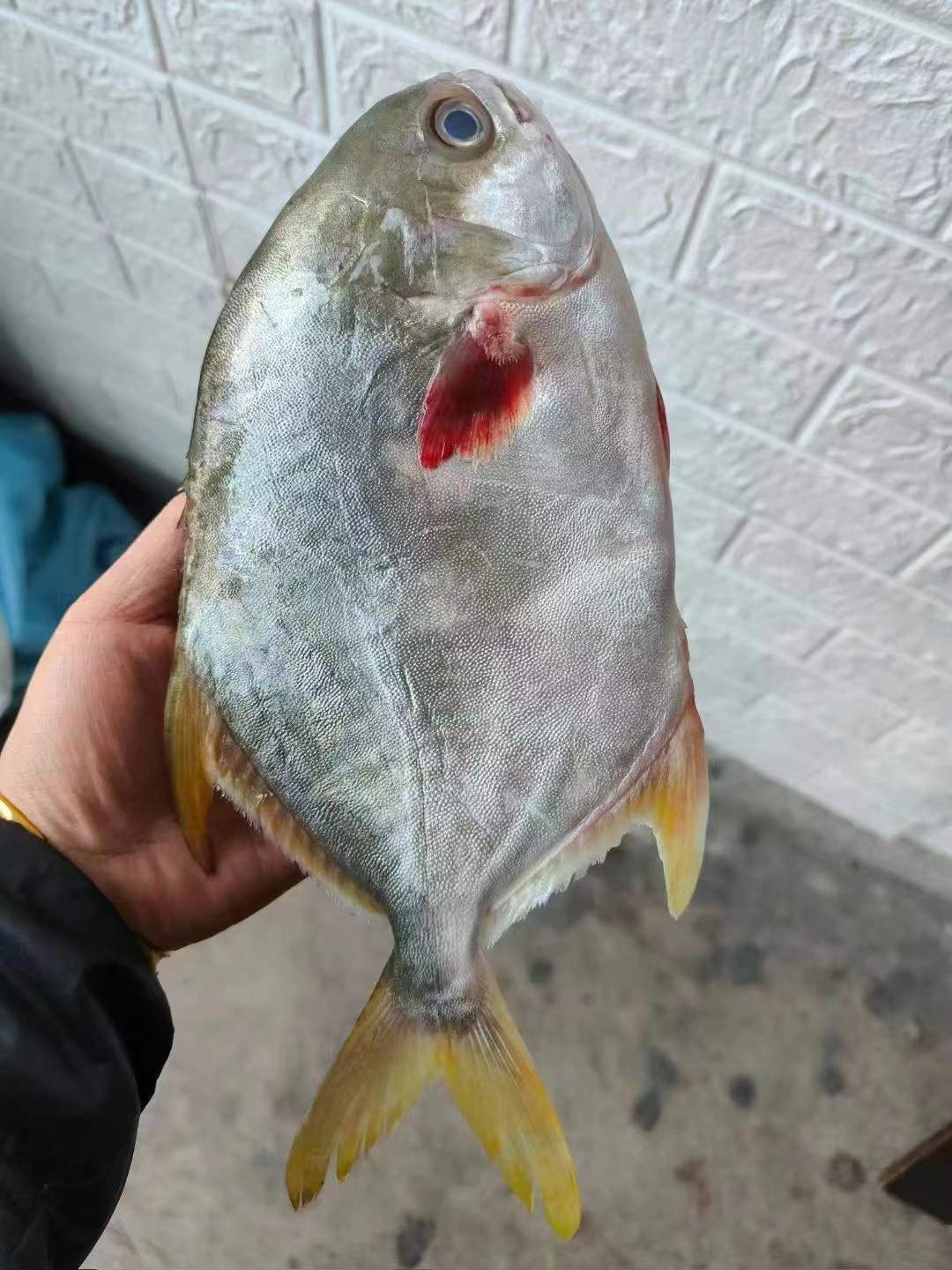 包邮批发零售水产金鲳鱼新鲜鲜活冷冻特大金昌冰鲜深海大平鱼扁鱼