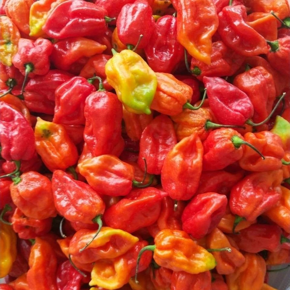 云南辣椒新鲜