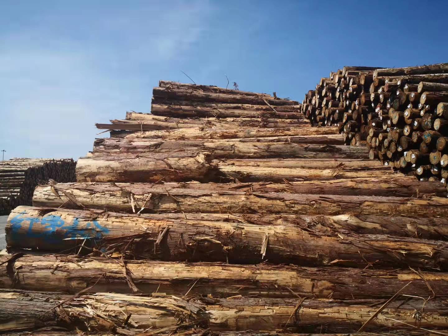 红雪松原木防腐木批发柏木圆柱防腐家具材红雪松板材木方无节材