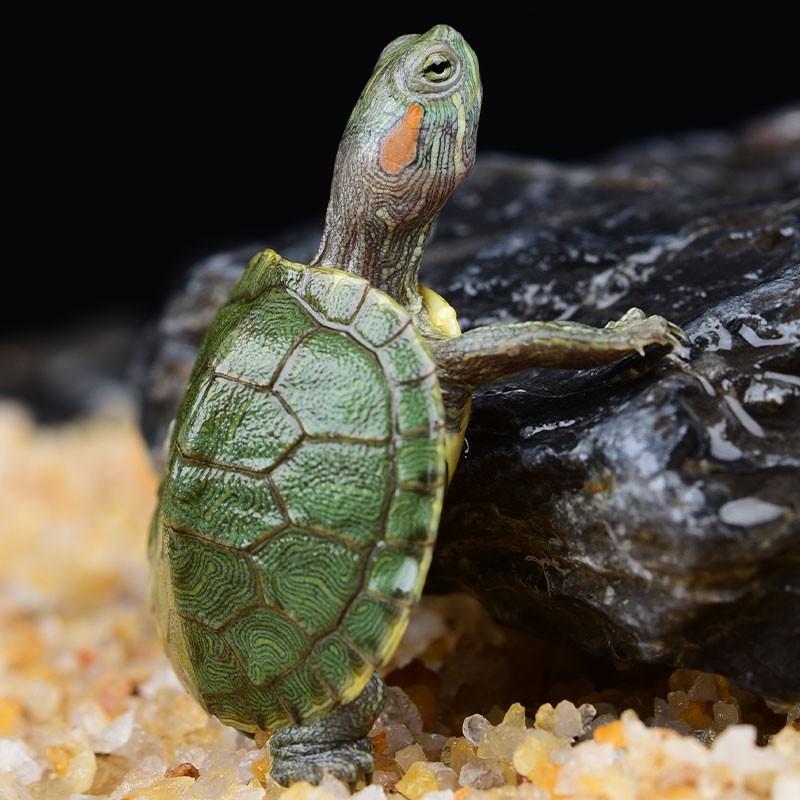 乌龟活物巴西龟黄金招财龟活体宠物观赏龟红耳巴西龟大小乌龟活物