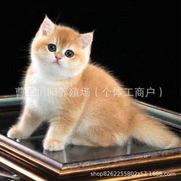 纯种金渐层活体幼猫宠物猫活体12色矮脚金渐层猫活体金渐层长毛猫