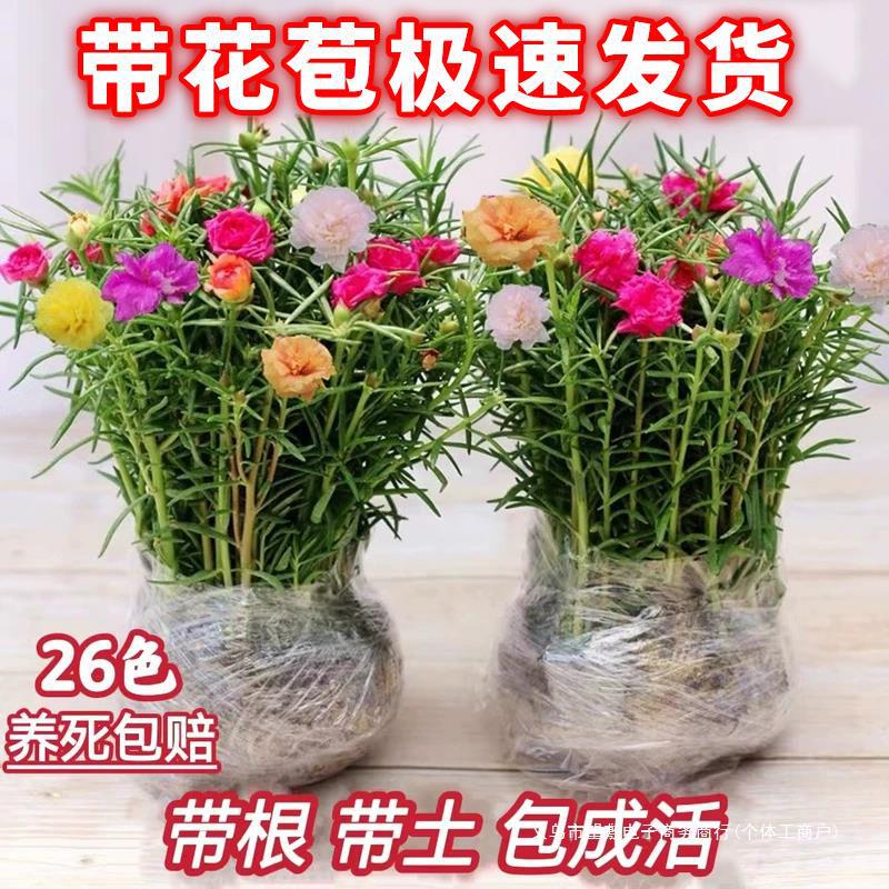 太阳花苗重瓣大花带根带花苞卉植物室内盆栽阳台宿根耐寒四季开花