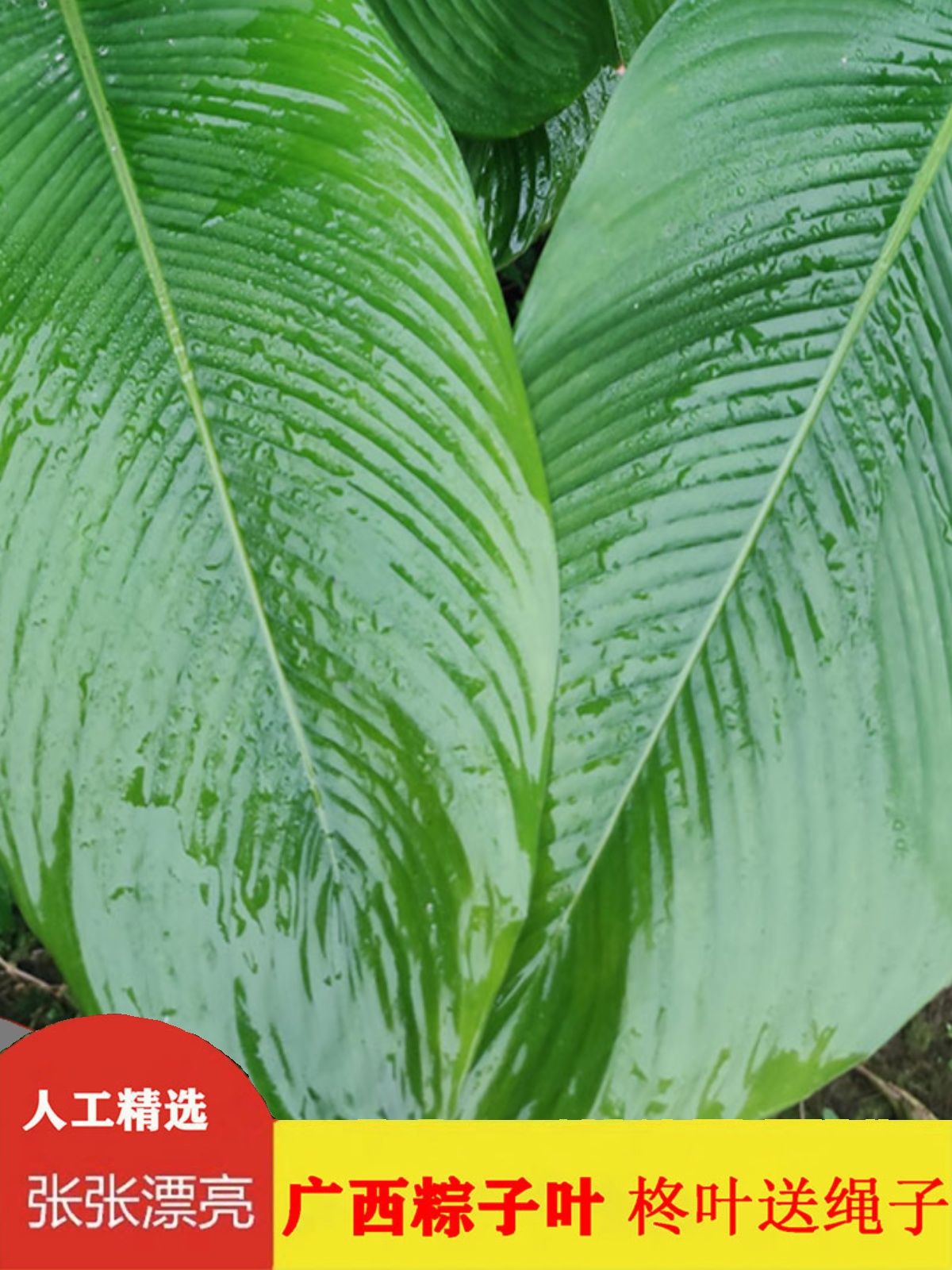 粽子叶广西粽叶免邮新鲜大叶新叶过年包粽子的叶子过节用冬叶柊叶