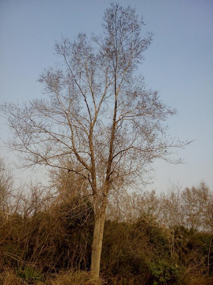 白榆树新种子批发榆树 白榆