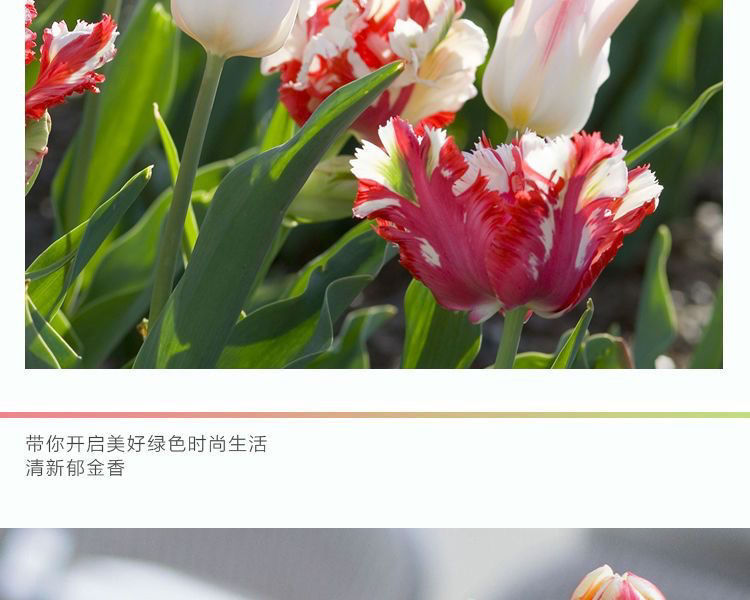 一件代发荷兰正品进口大球郁金香水培种球花种子秋冬季耐寒庭院室