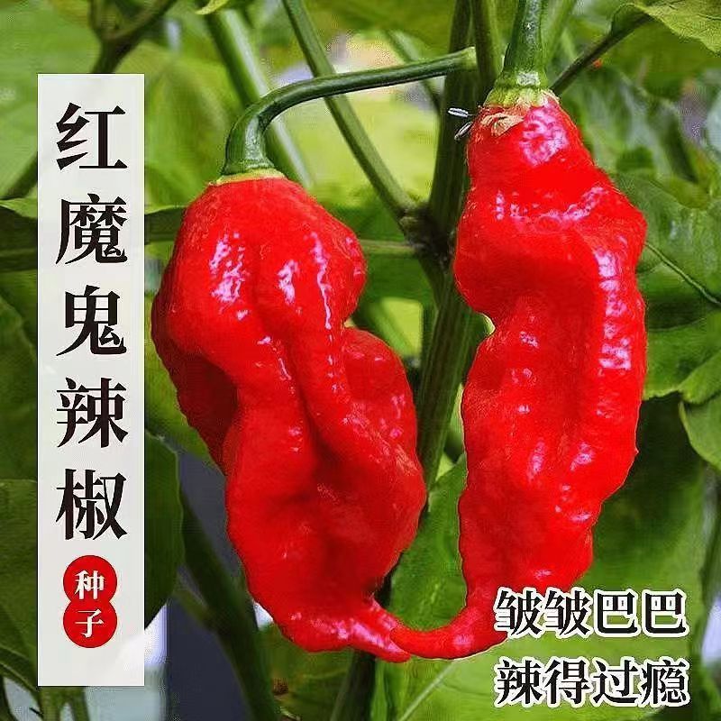红魔鬼椒种子印度魔鬼椒种子断魂椒种子涮涮辣超辣辣椒种子籽