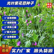 光叶紫花苕 种子果园绿肥种籽毛苕子长柔毛豌豆牧草种子耐寒蜜源