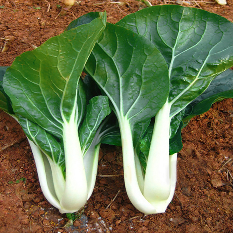 黑叶白菜种子 四季黑叶甜白菜小白菜春秋大田庭院蔬菜种孑籽批发