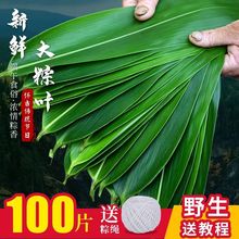 【100张野生新鲜粽叶】端午节包粽子叶专用特大号箬叶天然