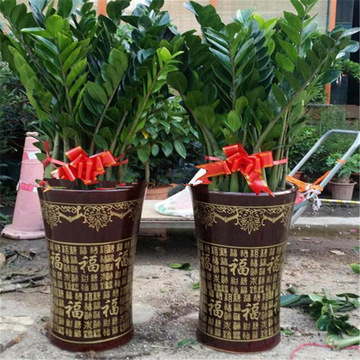 金钱树金钱榕盆栽钱串室内客厅大小型绿植物花卉观叶四季长青好养