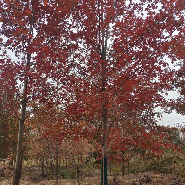 娜塔莉红橡树种植基地出售5-15公分北美红栎红橡树