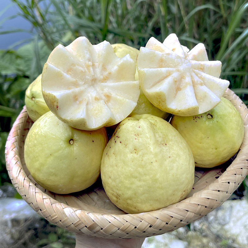 漳州土芭乐 奶油软芭乐新鲜水果当季软心芭乐果5斤白心黄金番石榴