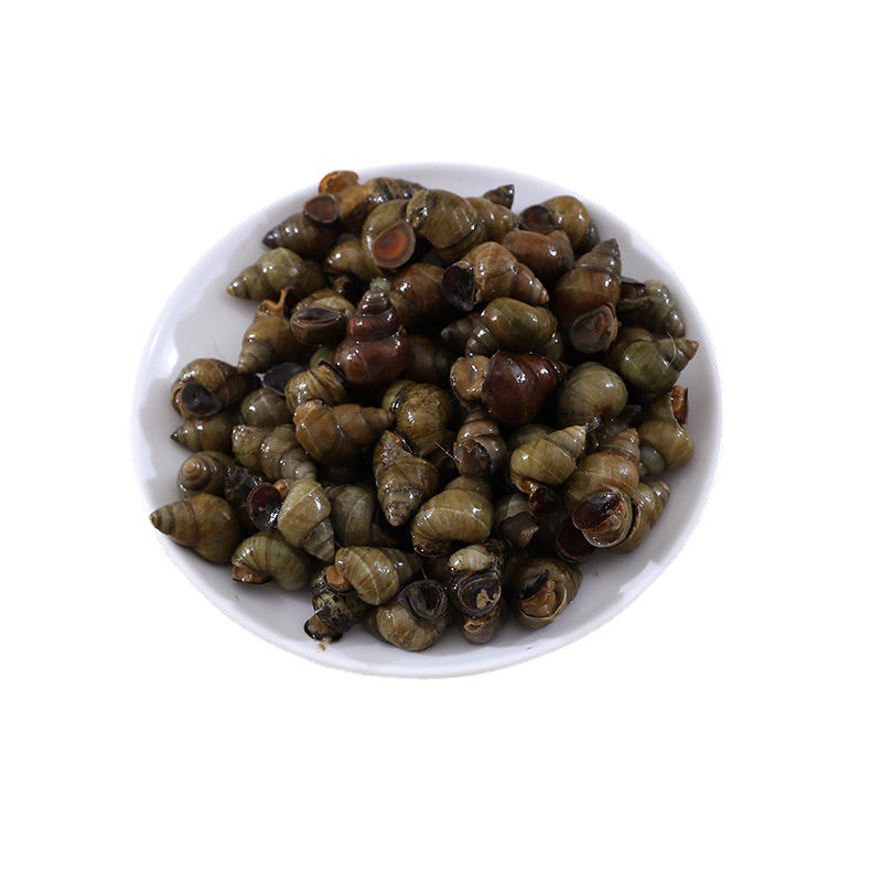 田螺批发活的田螺淡水现货鲜活包活发货精沙去尾无泥螺蛳新鲜螺丝