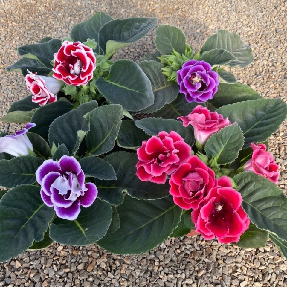 大岩桐重瓣带花发货四季开花芙蓉花带花六雪尼盆栽阳台客厅窗台