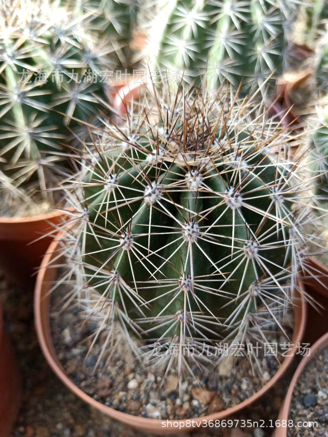 6-7cm实生巨人柱武轮柱幸福柱弁庆柱仙人柱多肉植物批发仙人掌