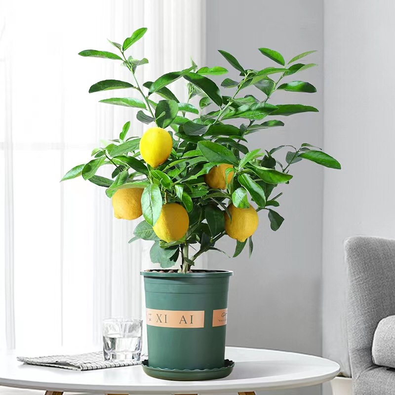 柠檬树盆栽大苗带果柠檬苗绿植香水柠檬树苗南方北方四季常青