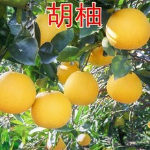 柚子树苗红心蜜柚当年结果南方种植地栽盆栽嫁接文旦柚子果树苗