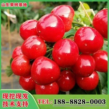 火箭樱桃树苗基地2公分3公分早熟火箭樱桃树价格 矮化车厘子大樱