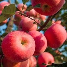 【超脆甜】陕西红富士苹果冰糖心丑苹果当季新鲜平果水果整箱批发