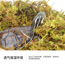 乌龟冬眠水苔干苔藓爬宠巴西草龟角蛙过冬椰砖泥土沙垫材用品