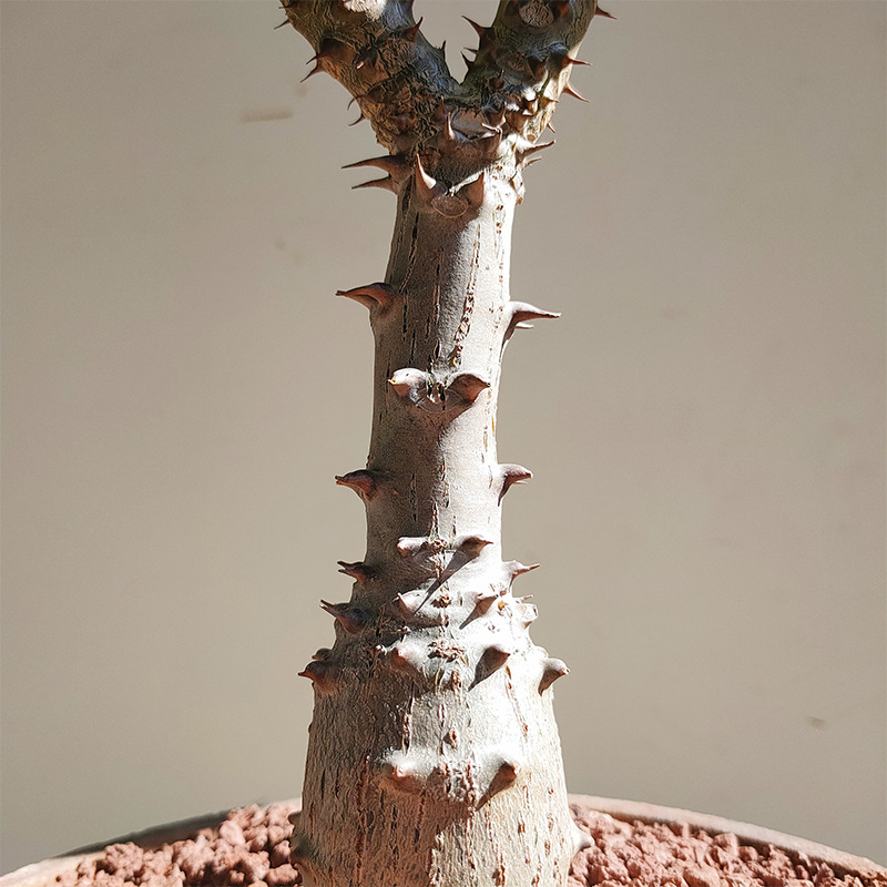 实生温莎瓶干 巴氏棒槌树属夹竹桃科 块根绿植盆栽均实拍图可挑选