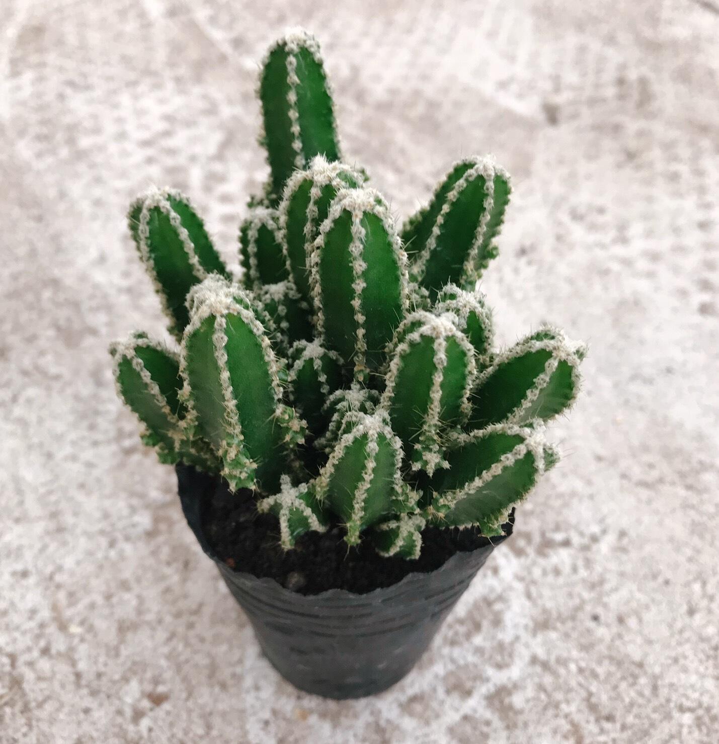 万重山 多肉植物 桌面办公室盆栽 仙人掌 品种速卖通一件代发厂家