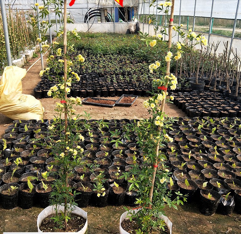 红木香花四季红色爬藤植物特大花苗盆栽攀爬带香花卉苗木基地批发