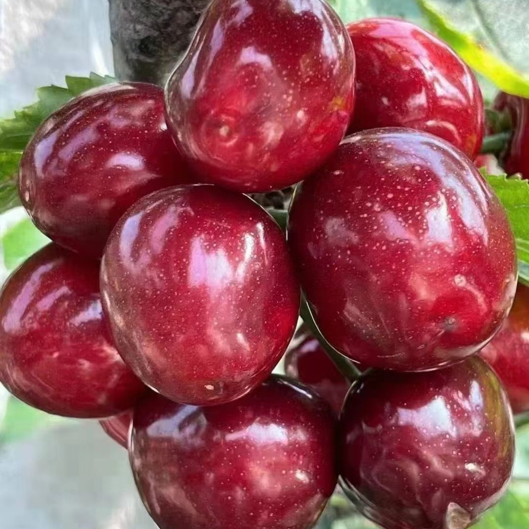 新鲜水果应季批发山东烟台美早大樱桃车厘子2/3/5斤